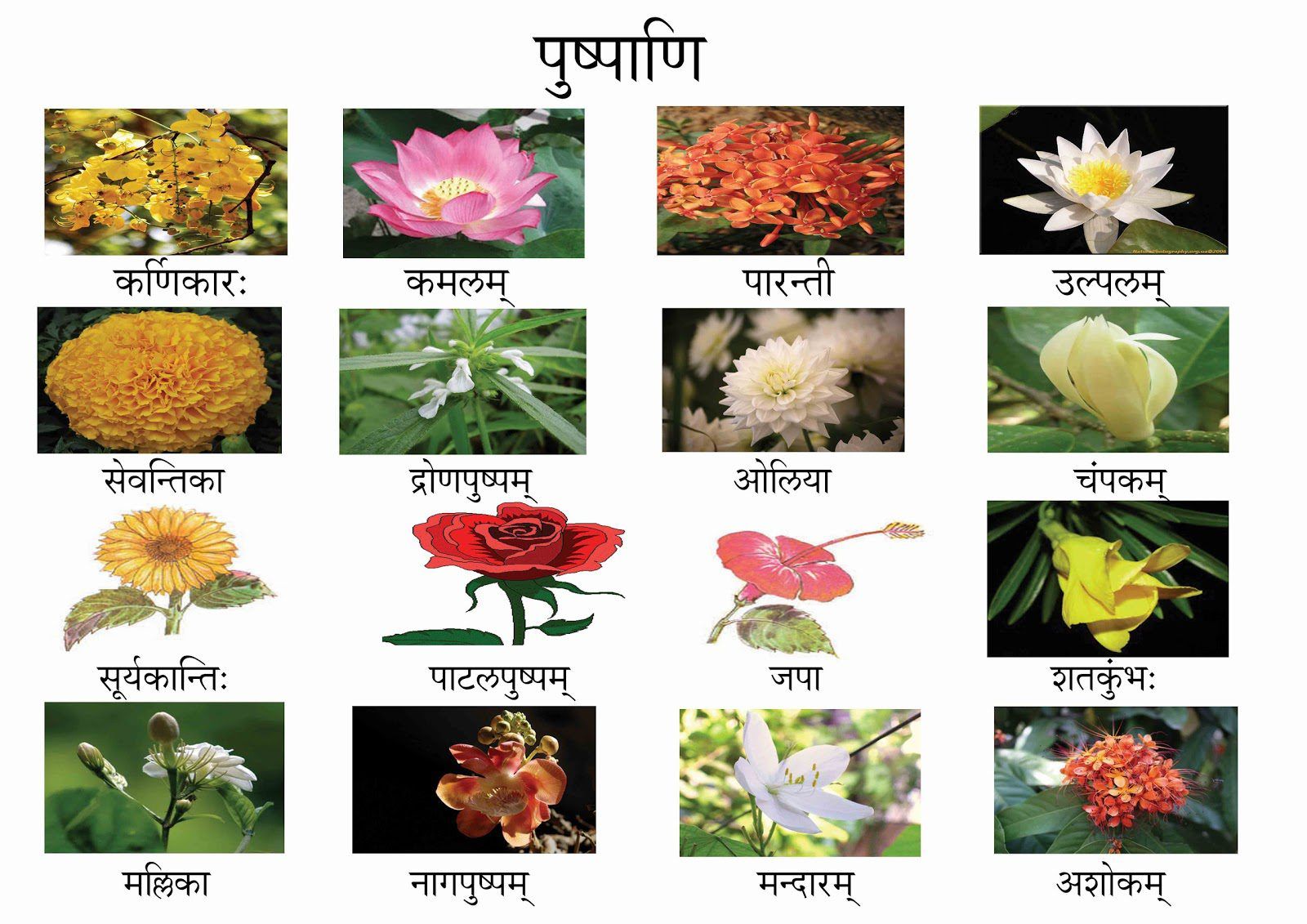 Best 40 Flowers Name In Sanskrit