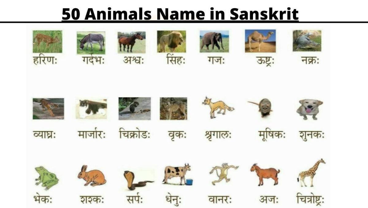 Best 50+ Animals Name in Sanskrit