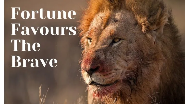 Fortune Favours The Brave expansion of idea. Like a Lion you need to be brave and only then you get the fortune by being the king of jungle.