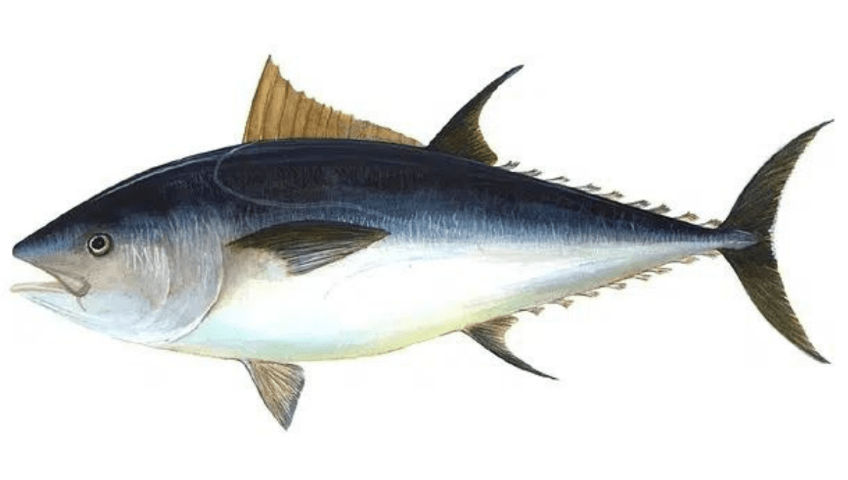 What is Tuna Fish in Marathi called?
