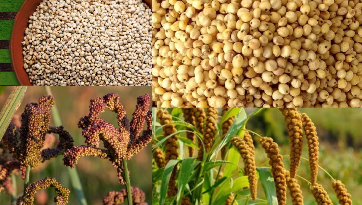 Millet Names in Hindi and English