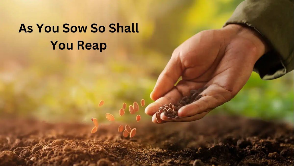 As You Sow So Shall You Reap