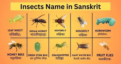 Insects Name in Sanskrit