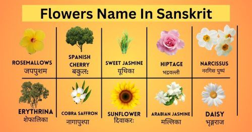 All you need to know about Flower Names In Sanskrit...