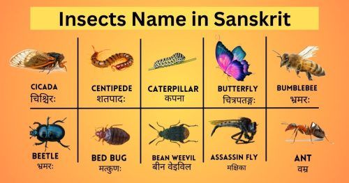 2Insects Name in Sanskrit