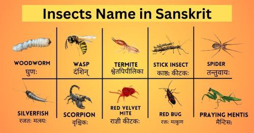 Insects Name in Sanskrit